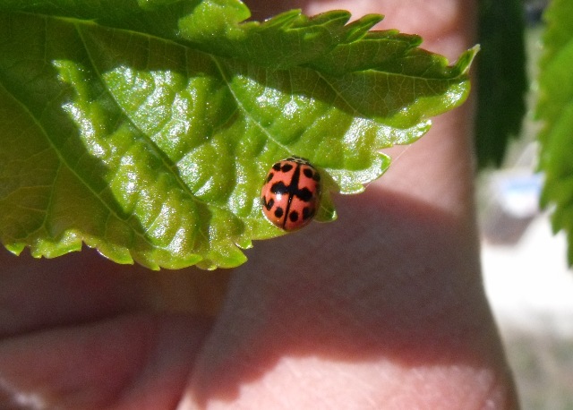 Coccinellide da ID: Oenopia conglobata